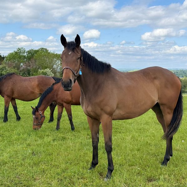 Hicky Parmar Racing Club Ghaiyyath Filly